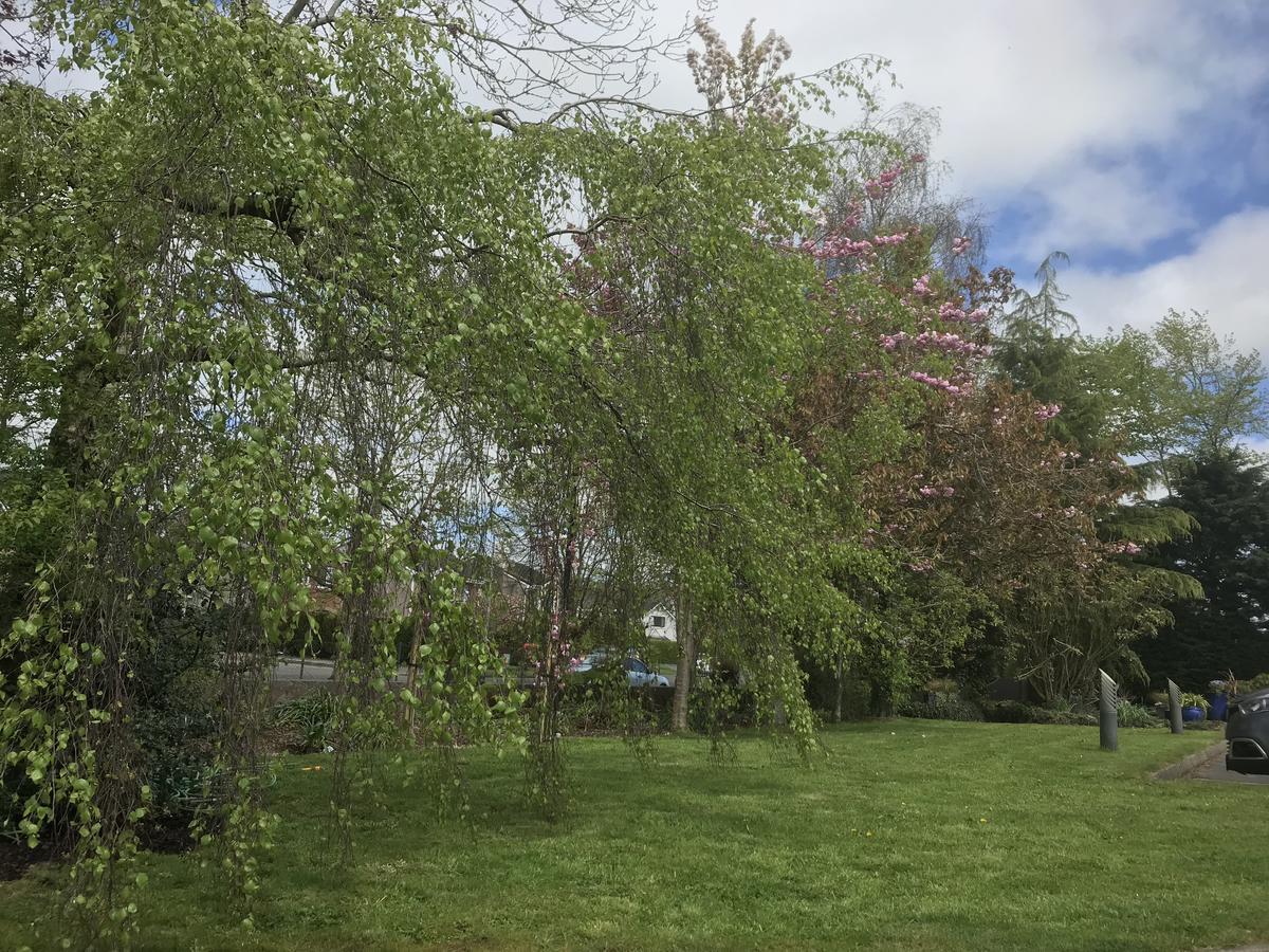 Bramble Lodge Blarney Exterior foto